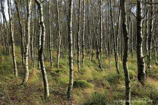 Herbst im Polleur-Venn