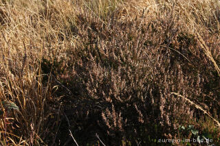 Herbstliche Besenheide, Calluna vulgaris,Todtenbruch bei Hürtgenwald