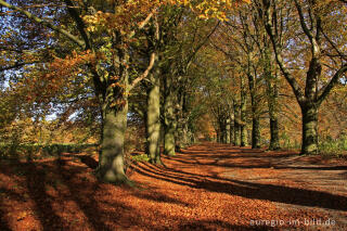 Herbstliche Buchenallee, der Riehagervoetpad bei Gulpen