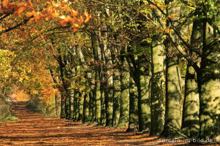 Herbstliche Buchenallee, der Riehagervoetpad bei Gulpen