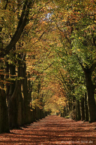 Herbstliche Buchenallee, der Riehagervoetpad bei Gulpen