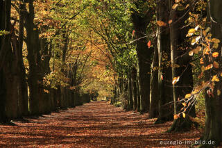 Herbstliche Buchenallee, der Riehagervoetpad bei Gulpen