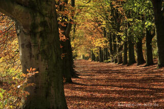 Herbstliche Buchenallee, der Riehagervoetpad bei Gulpen