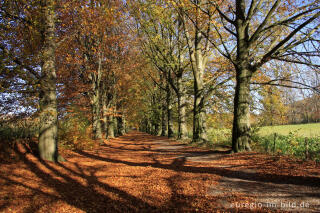 Herbstliche Buchenallee, der Riehagervoetpad bei Gulpen