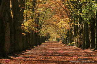 Herbstliche Buchenallee, der Riehagervoetpad bei Gulpen