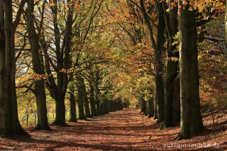 Herbstliche Buchenallee, der Riehagervoetpad bei Gulpen