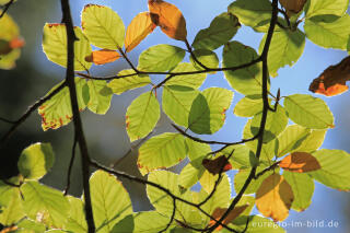 Herbstliche Buchenblätter