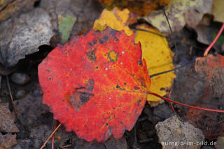 Herbstliche Espe oder Zitterpappel