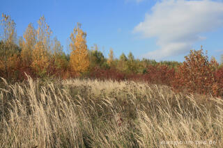 herbstlicher Farbklang am Blausteinsee, Eschweiler