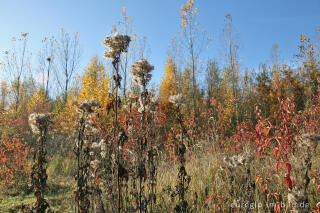 herbstlicher Farbklang am Blausteinsee, Eschweiler