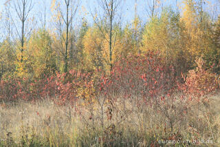 herbstlicher Farbklang am Blausteinsee, Eschweiler