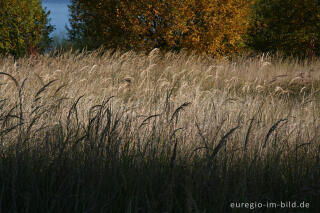 herbstlicher Farbklang am Blausteinsee, Eschweiler