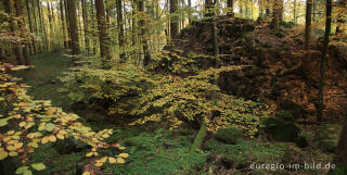 Herbstlicher Wald im kylltal bei Kordel