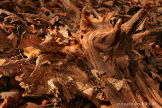 Herbstliches Farbenspiel mit Holz und Laub