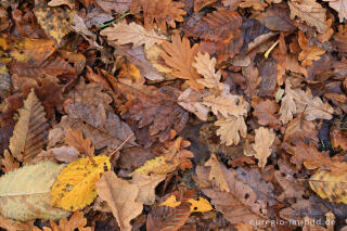 Herbstliches Laub