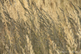 Herbstliches Wiesen-Rispengras, Poa pratensis