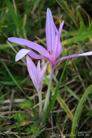 Herbstzeitlose, Colchicum autumnale