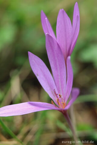 Herbstzeitlose, Colchicum autumnale, im Genfbachtal bei Nettersheim