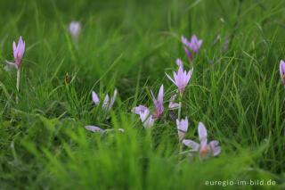 Herbstzeitlose, Colchicum autumnale, im Genfbachtal bei Nettersheim