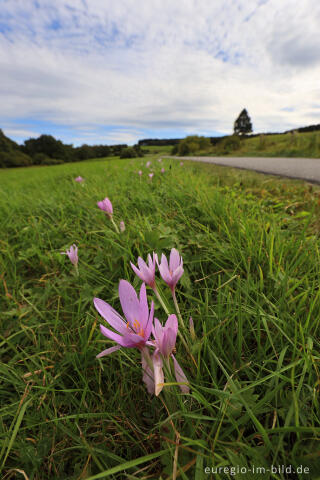 Herbstzeitlose, Colchicum autumnale, im Genfbachtal bei Nettersheim