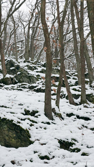 Hetzinger Wald, Odenbachtal