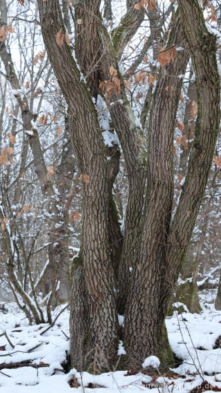 Hetzinger Wald, Odenbachtal