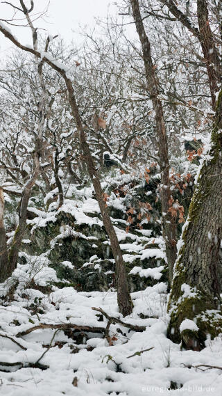 Hetzinger Wald, Odenbachtal