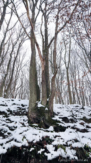 Hetzinger Wald, Odenbachtal