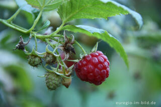 Himbeere, Rubus idaeus