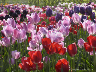 Historische Tulpen im "Hortus Bulborus" in Limmen, NL