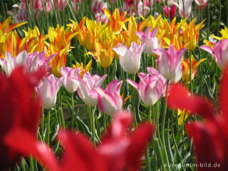 Historische Tulpen im "Hortus Bulborus" in Limmen, NL