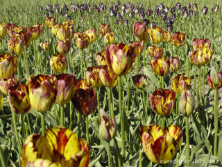 Historische Tulpen im "Hortus Bulborus" in Limmen, NL