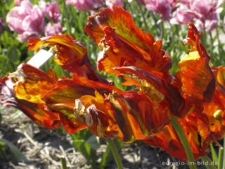 Historische Tulpen im "Hortus Bulborus" in Limmen, NL