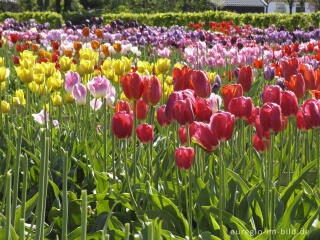 Historische Tulpen im "Hortus Bulborus" in Limmen, NL