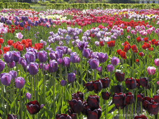 Historische Tulpen im "Hortus Bulborus" in Limmen, NL