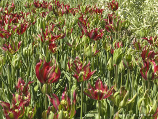 Historische Tulpen im "Hortus Bulborus" in Limmen, NL