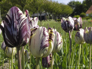 Historische Tulpen im "Hortus Bulborus" in Limmen, NL