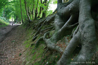 Hohlweg bei der Burg Wilhelmstein im Wurmtal