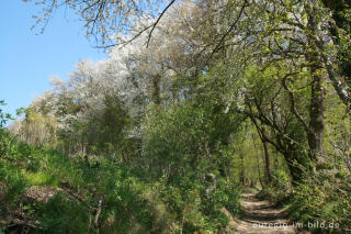 Hohlweg mit Kirschblüten