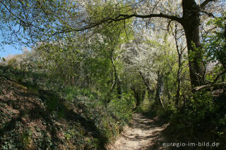 Hohlweg mit Kirschblüten