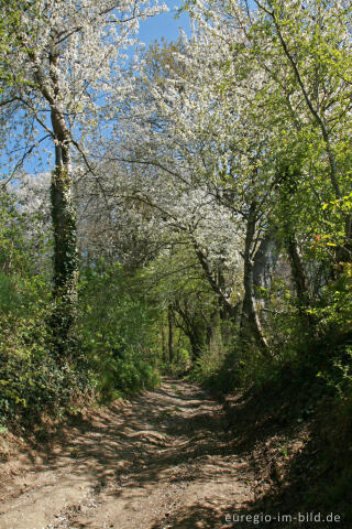 Hohlweg mit Kirschblüten