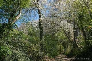 Hohlweg mit Kirschblüten