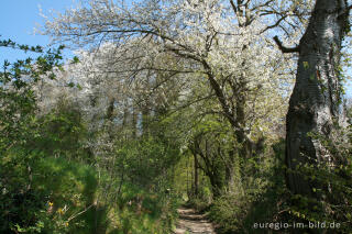 Hohlweg mit Kirschblüten