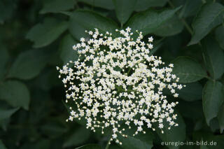 Holunderblüte, Sambucus nigra                                     