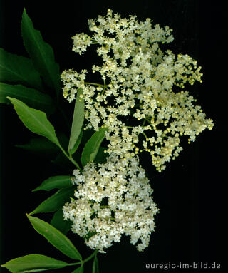 Holunderblüten, Sambucus nigra