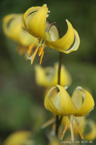 Hundszahn, Erythronium Pagoda