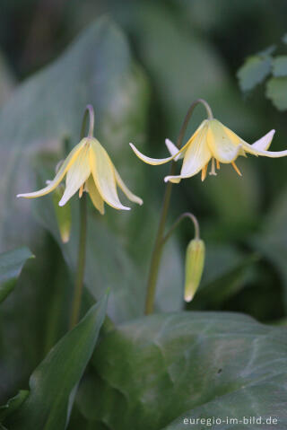 Hundszahn, Erythronium