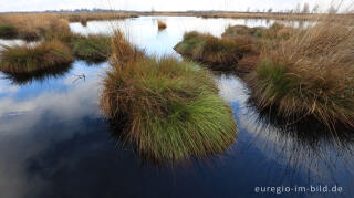 Im Brackvenn, Hohes Venn