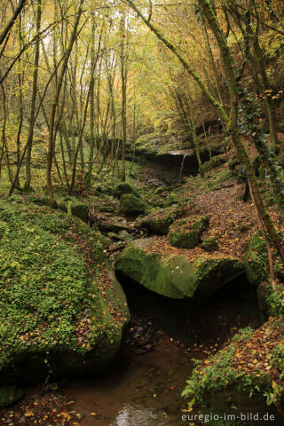 Im Butzerbachtal, Südeifel