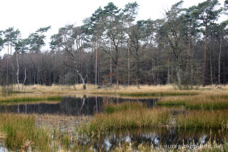 Im Naturpark "De Meinweg"